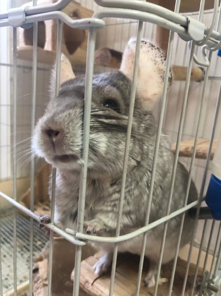 刚出来的龙猫怎么养,一个月小龙猫怎么饲养