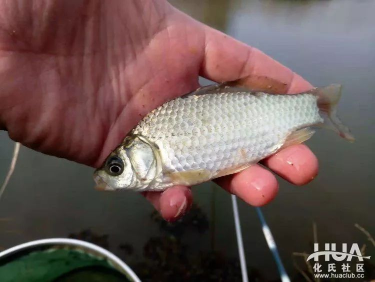 化氏不空军糊味,化氏不空军谁代工的