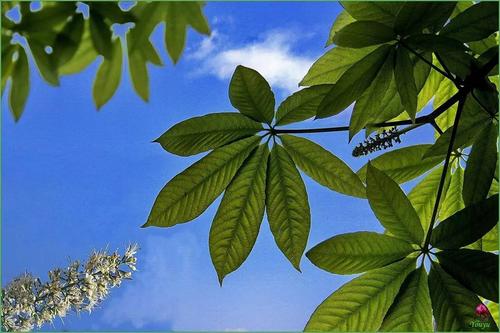 6个可能会夺走你性命的“可怕树木”,看到需要立即逃命