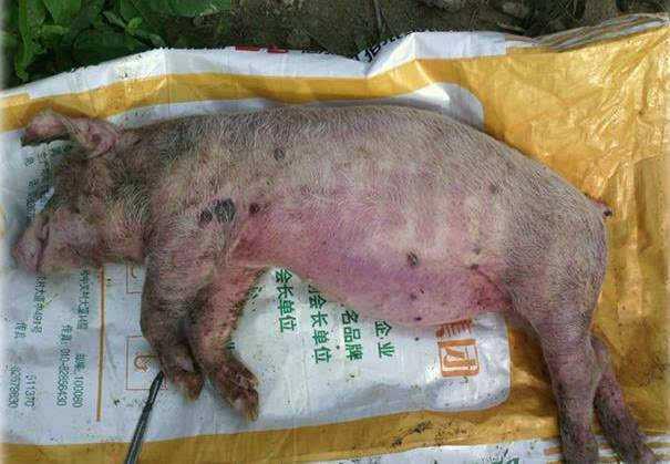 猪场链球菌感染用什么消毒好,养猪人如何才能防止感染猪链球菌