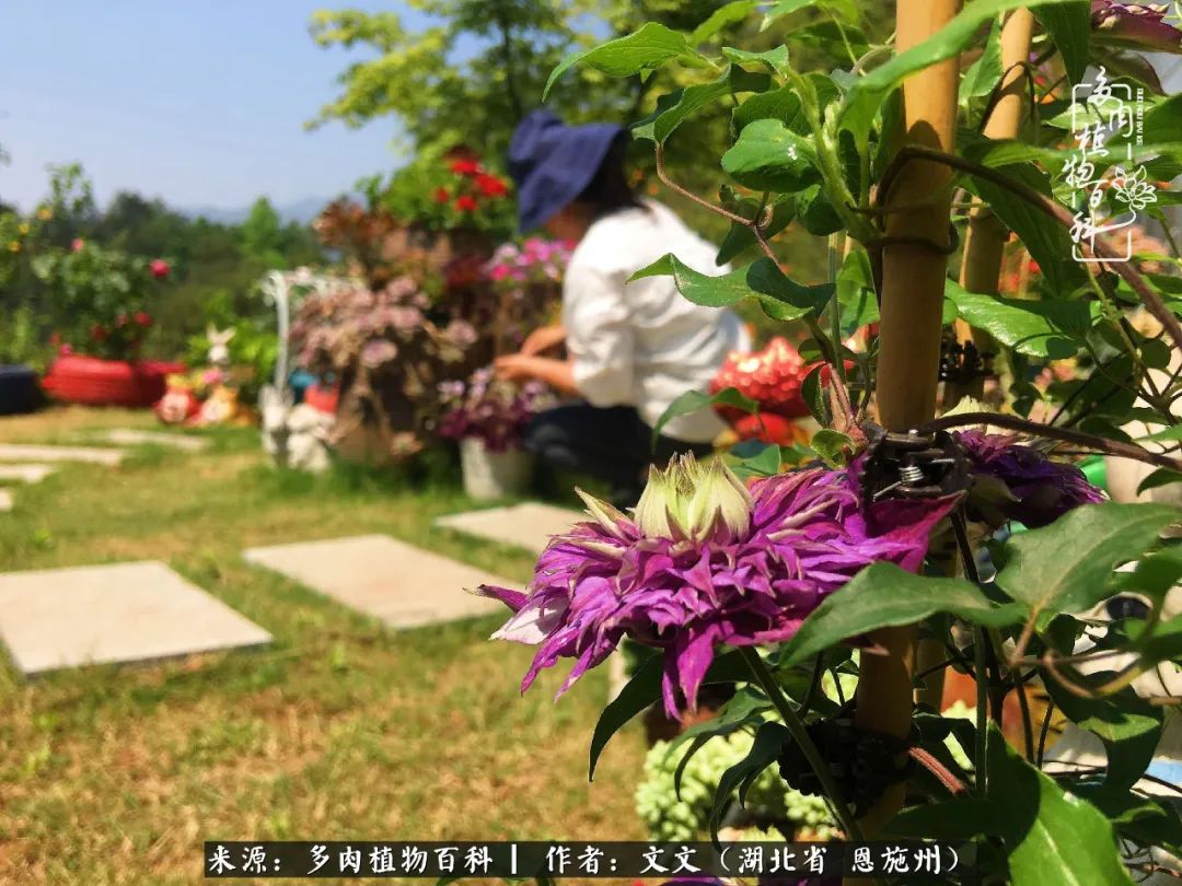 夏季多肉花园图片,初夏多肉花园