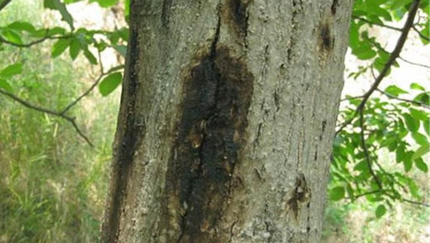 板栗怎么管理早结果多,板栗树枝枯萎是什么原因