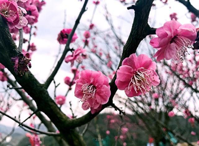 春节旅游贵州自由行最佳去处,贵州春节旅游攻略自由行线路推荐