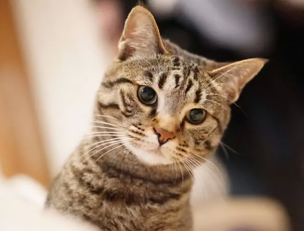 养猫咪哪种猫最好养并且粘人,新手养猫最好要选择这三种猫咪