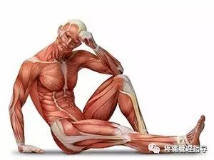 网球肘能自我恢复吗,网球肘病因的解剖学研究