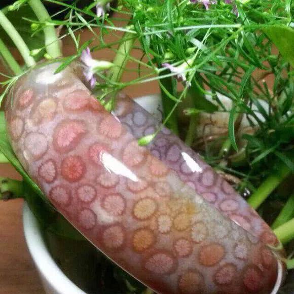 珊瑚玉和珊瑚的区别,珊瑚玉怎么辨别好坏