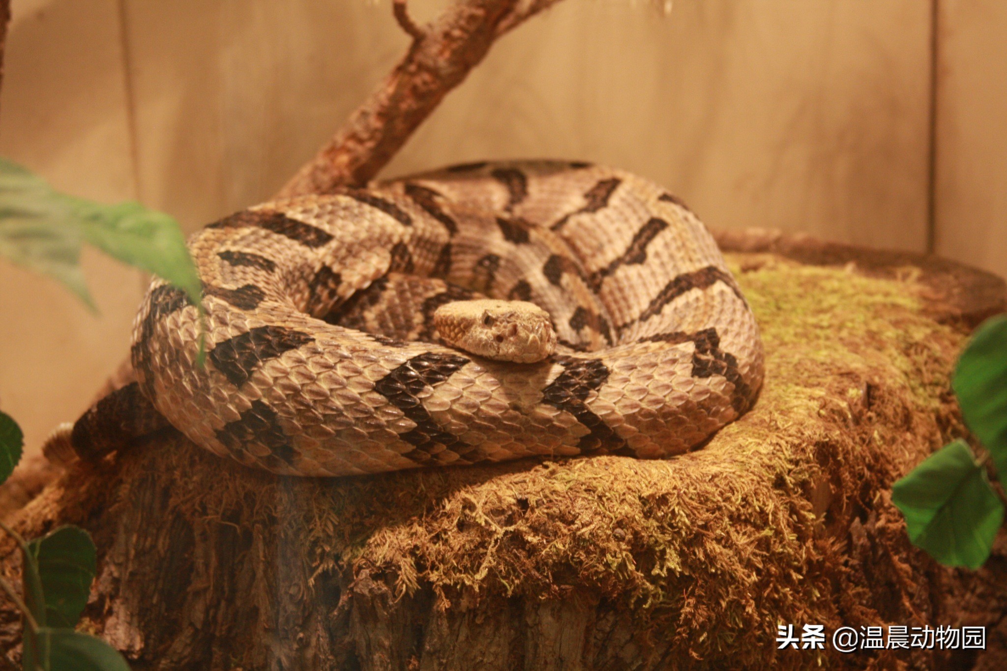 宠物蛇出现拒食现象有这五个原因，严重程度可大可小，但不能忽略
