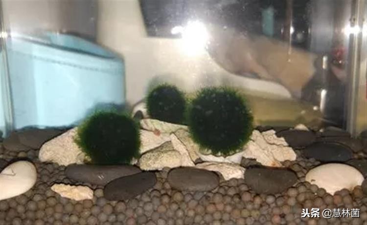 新兴萌宠动物,萌宠海藻球