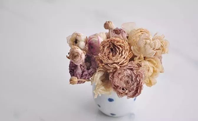 适合做干花的7种花,太阳花切花怎么做干花