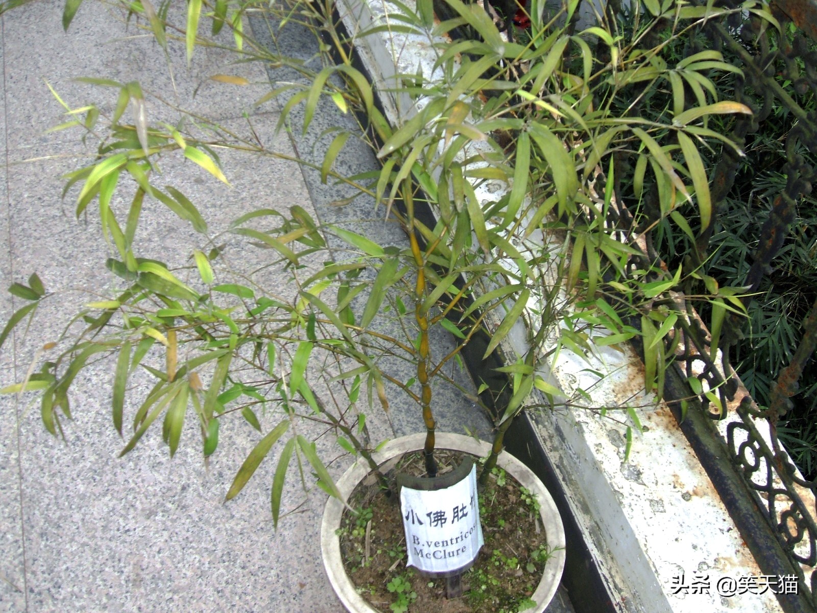 四川宜宾竹海风景,宜宾蜀南竹海全视频