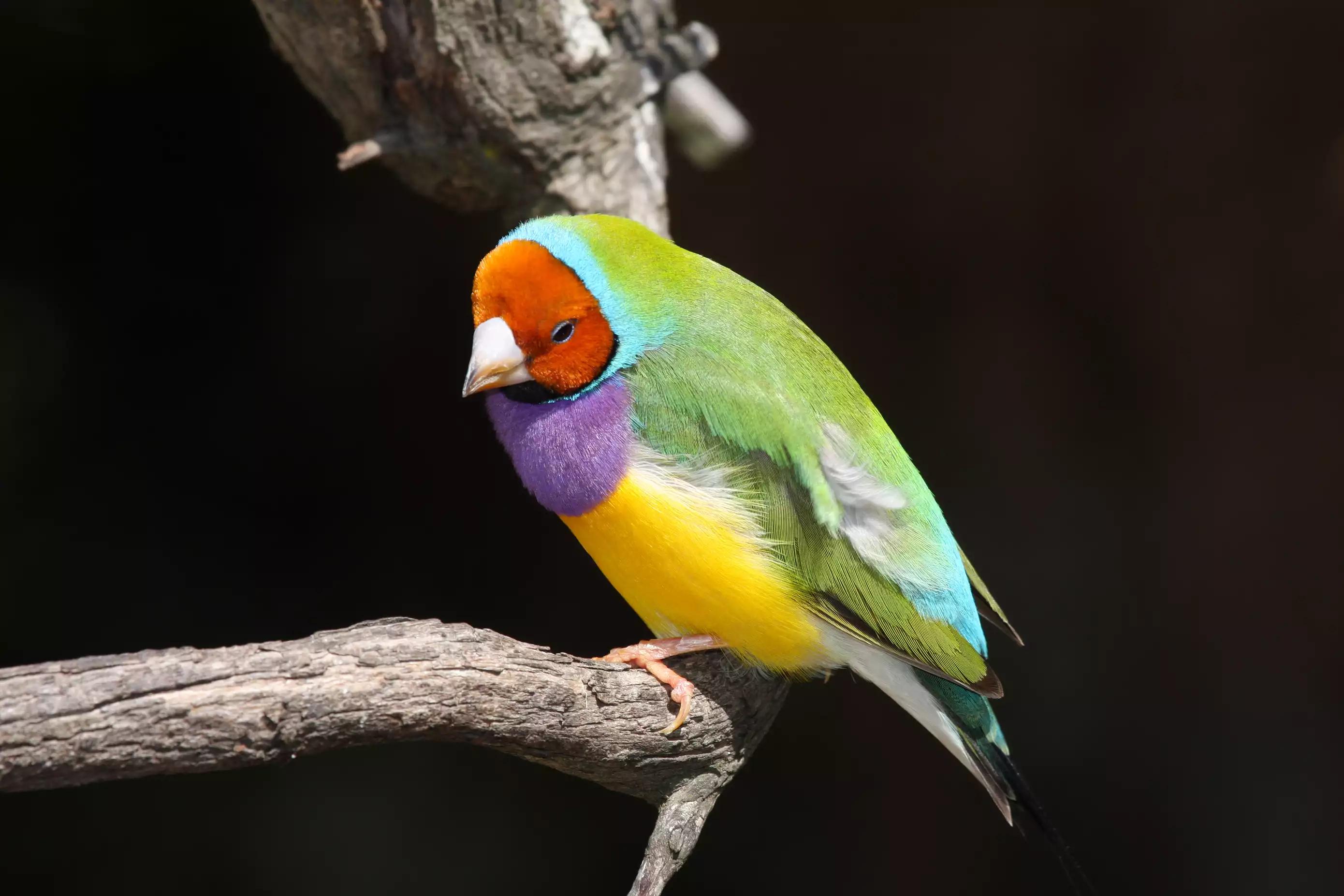 第一受欢迎鹦鹉,很容易驯化的宠物鸟有哪些