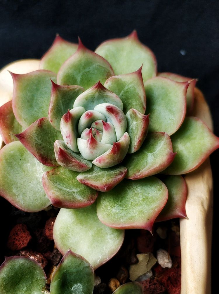 记录多肉长大的全过程,记录所有多肉成长过程