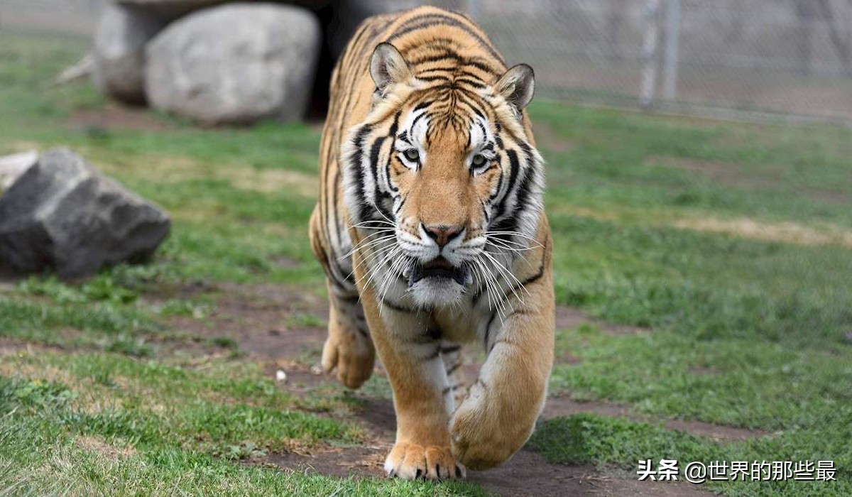 老虎单挑有多强,老虎最多能对抗几只狼