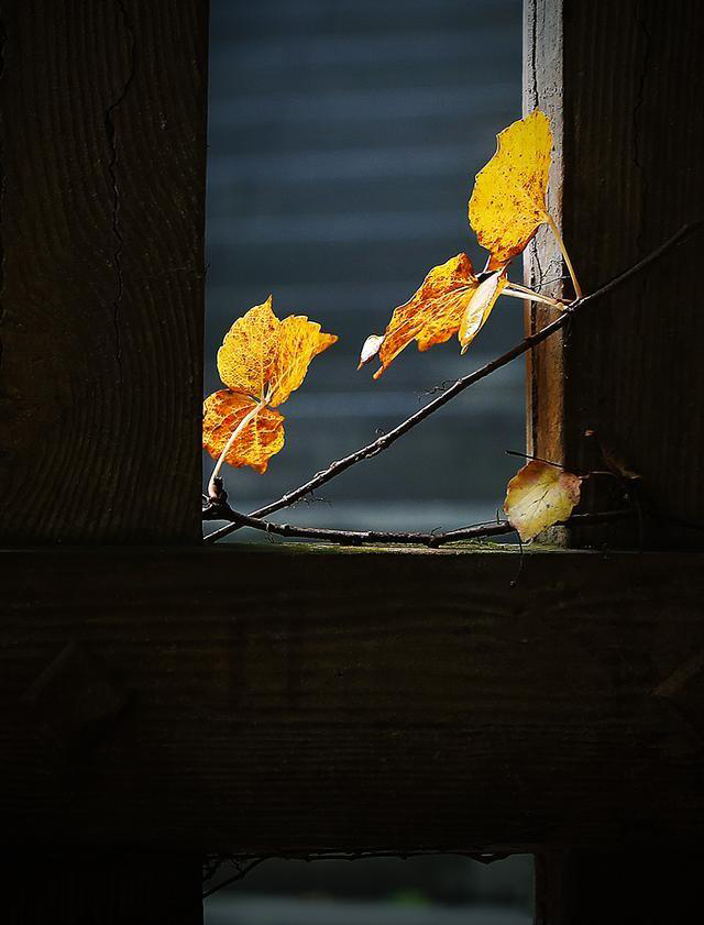 摄影有哪些乐趣和意义,摄影爱好者都喜欢拍什么