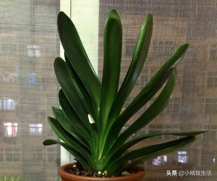 君子兰叶片起梗是什么原因,君子兰叶不绿怎么办