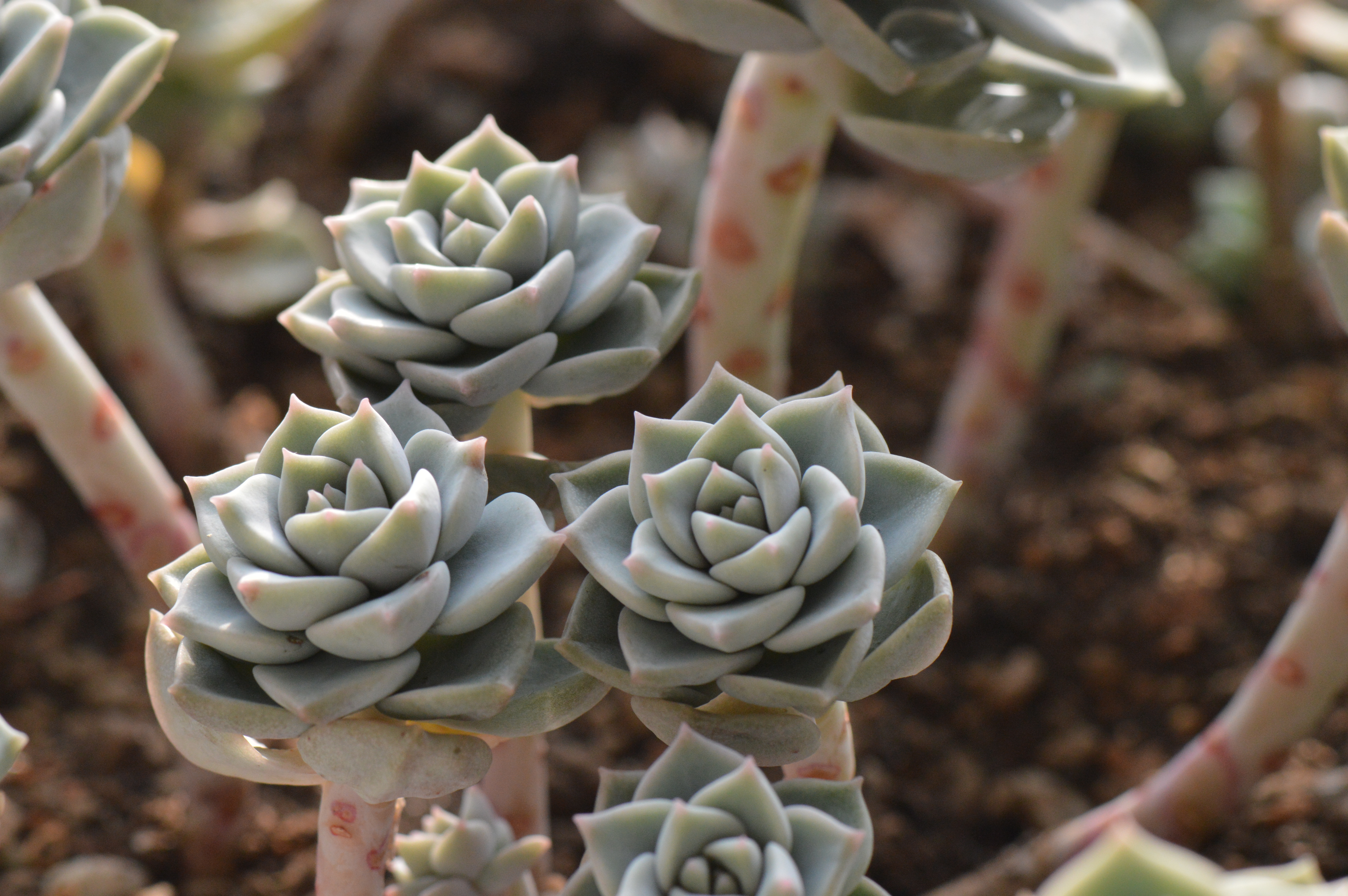 清欢养肉｜优生优育的白牡丹，让你从几片叶子跻身多肉大户