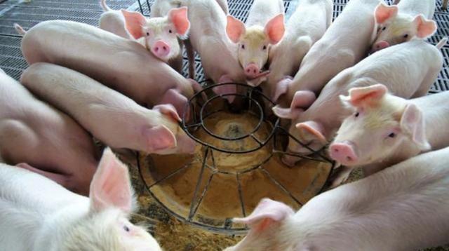 小猪背部有黑斑点是什么病,小猪皮肤起黑斑是什么病