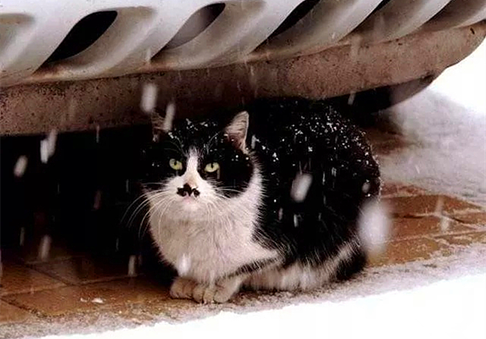 救助流浪猫怎么防止被猫抓,救助流浪小猫怎么喂奶