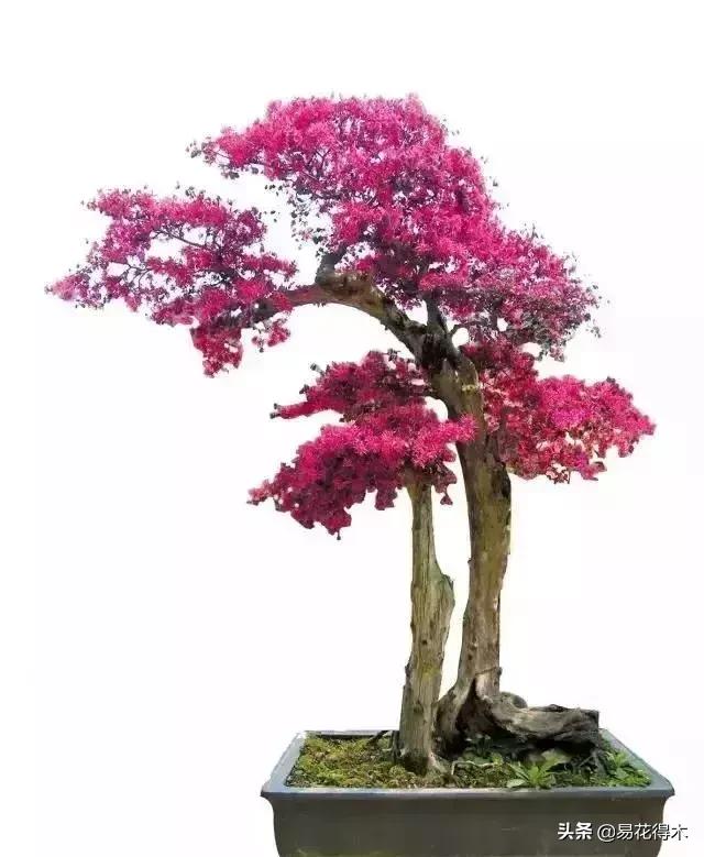 白檵木盆景图片欣赏,异形白花檵木盆景