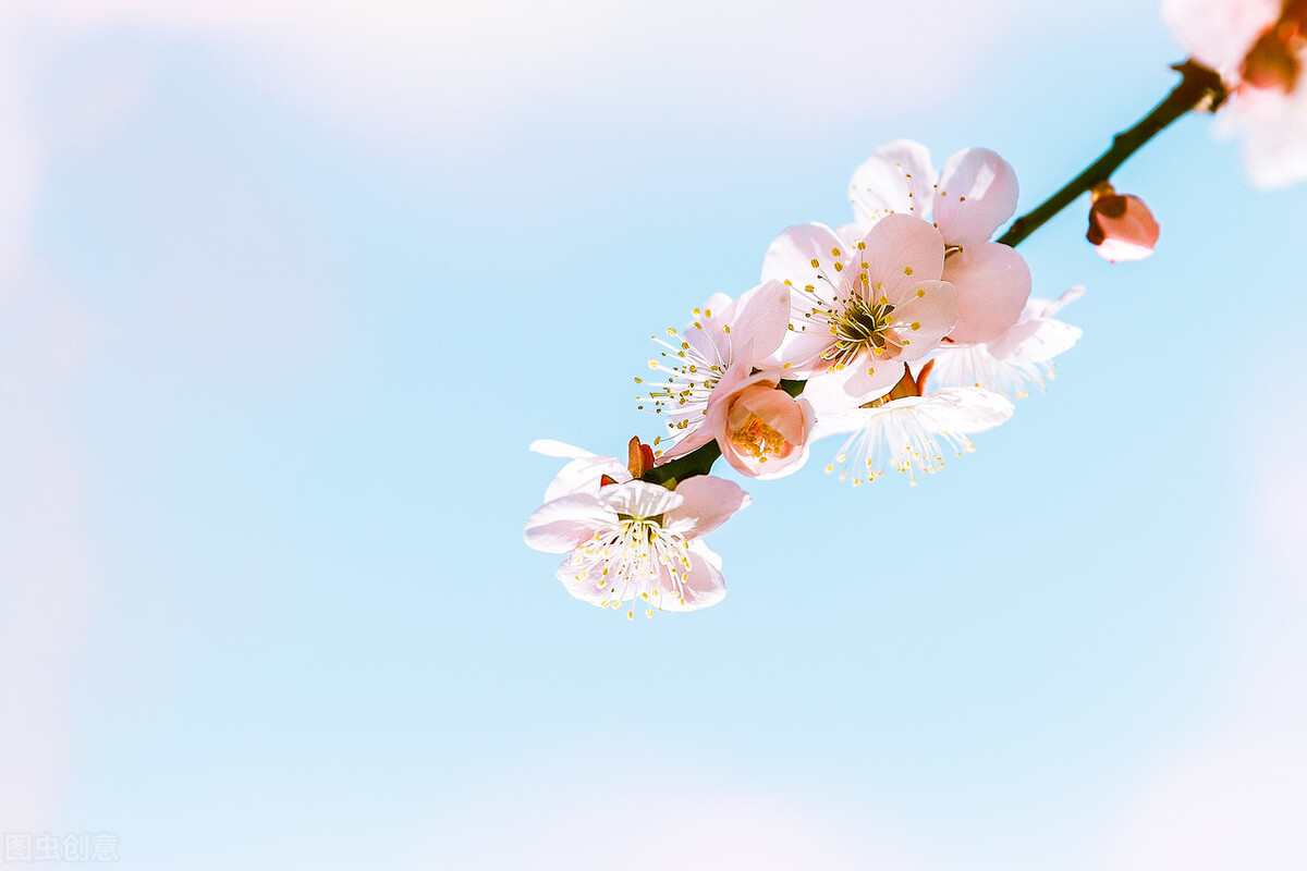 微甜的套路推文,推文言情小甜饼