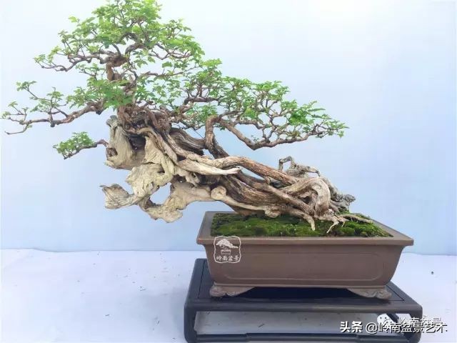 杂木盆景也毫不逊色,杂木盆景值钱吗