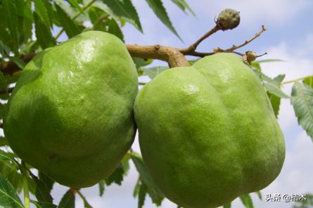 我国珍贵树种,我国有活化石之称的植物有哪些