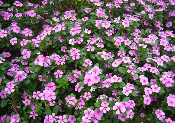 100种常见观叶植物图鉴史上最全,农村常见的100种植物