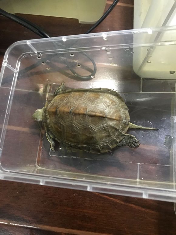 深水养龟溺水症状,乌龟溺水急救案例养龟必看