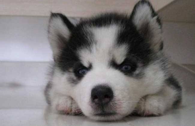 哈士奇幼崽两三个月一天喂几次,哈士奇幼崽带回家一直叫