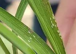 插秧容易出现的虫子叫什么,插秧时撒除虫药