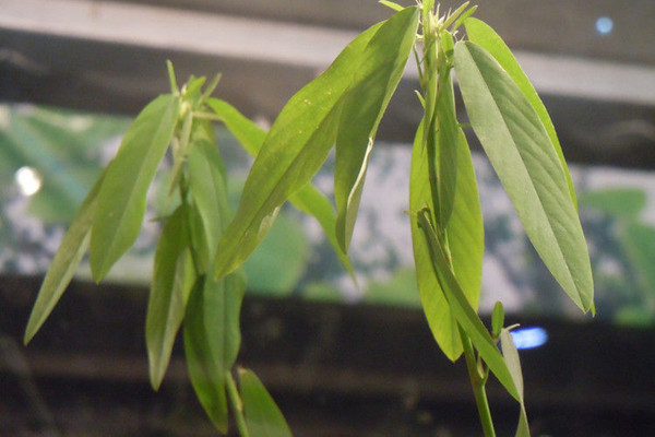 自然界嘴巴奇特的十种动物,十种奇特的自然界植物图片