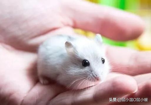 怎么教仓鼠改掉咬人的习惯,会咬人的仓鼠怎么才能跟它接近