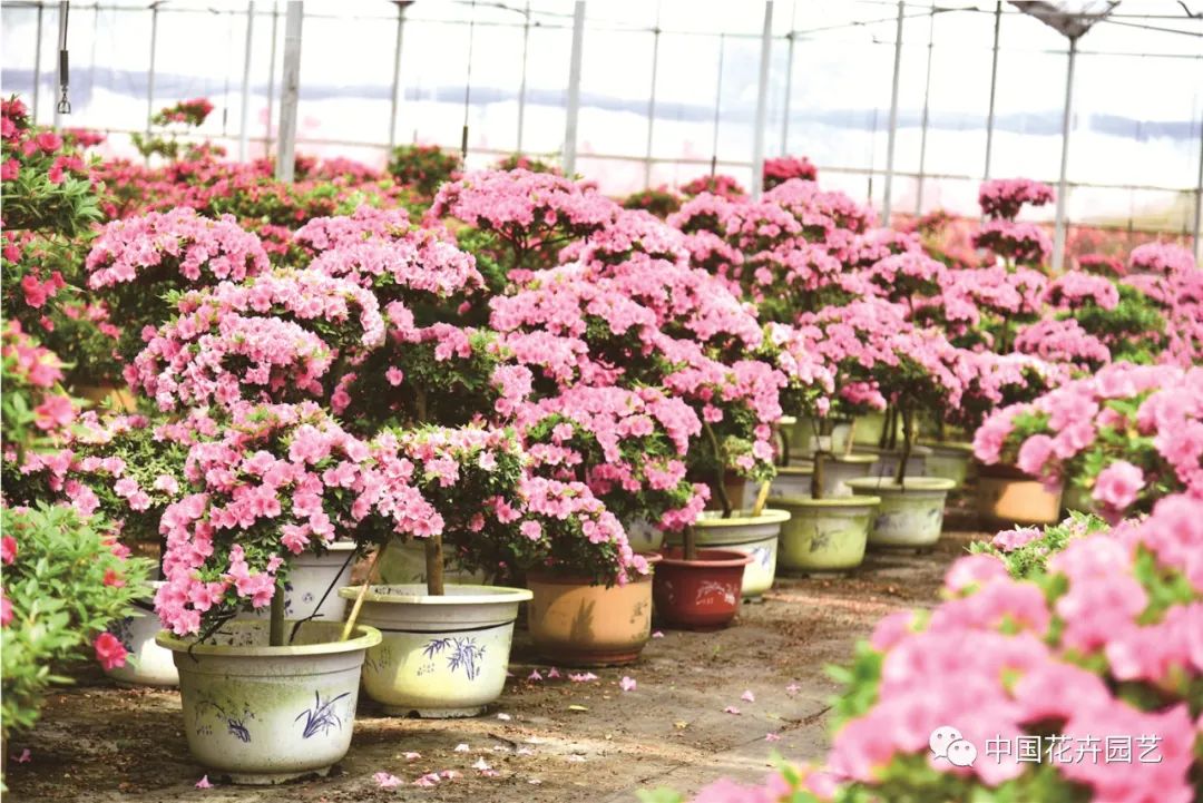 增强核心竞争力园艺国货未来可期|“中国产品中国造”专题