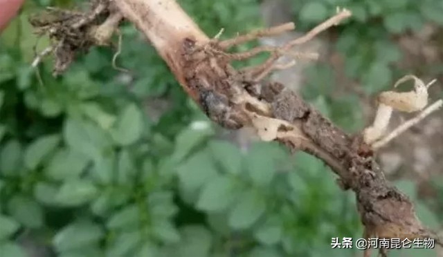 土豆烂根死苗用何农药防治,马铃薯根腐病用什么药