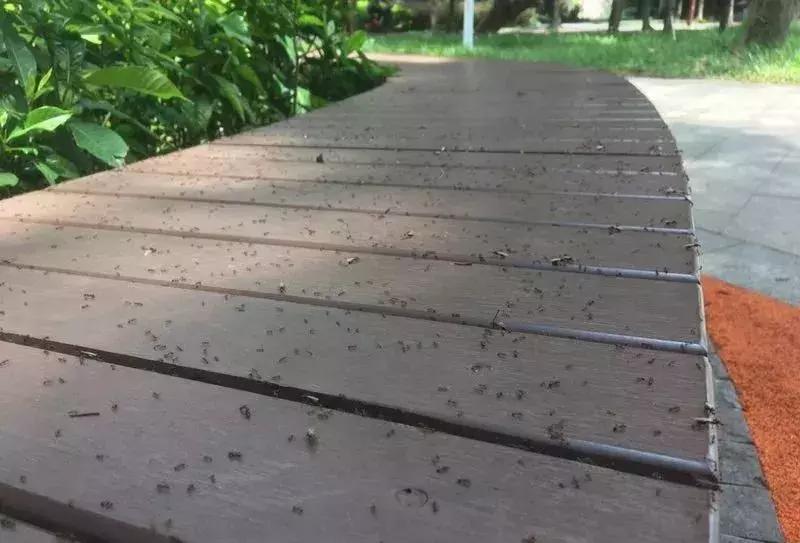 扩散！南宁邕江边发现红火蚁，被它叮了很恐怖，严重可致死