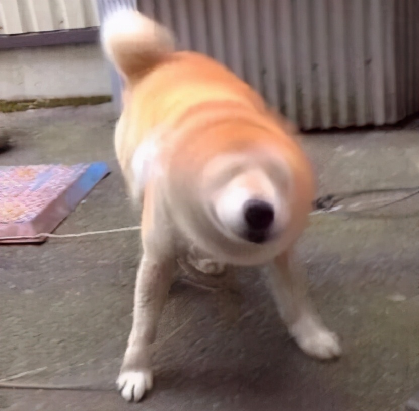 狗狗发出的求救信号,狗狗向主人求救的8个信号