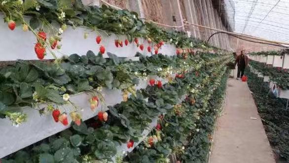草莓立体种植哪种结构好,草莓立体种植大棚建造视频