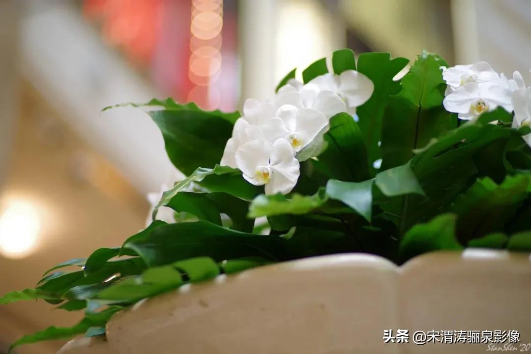 令人振奋的宾得HDPENTAXDFA*85mmF/1.4EDSDMAW