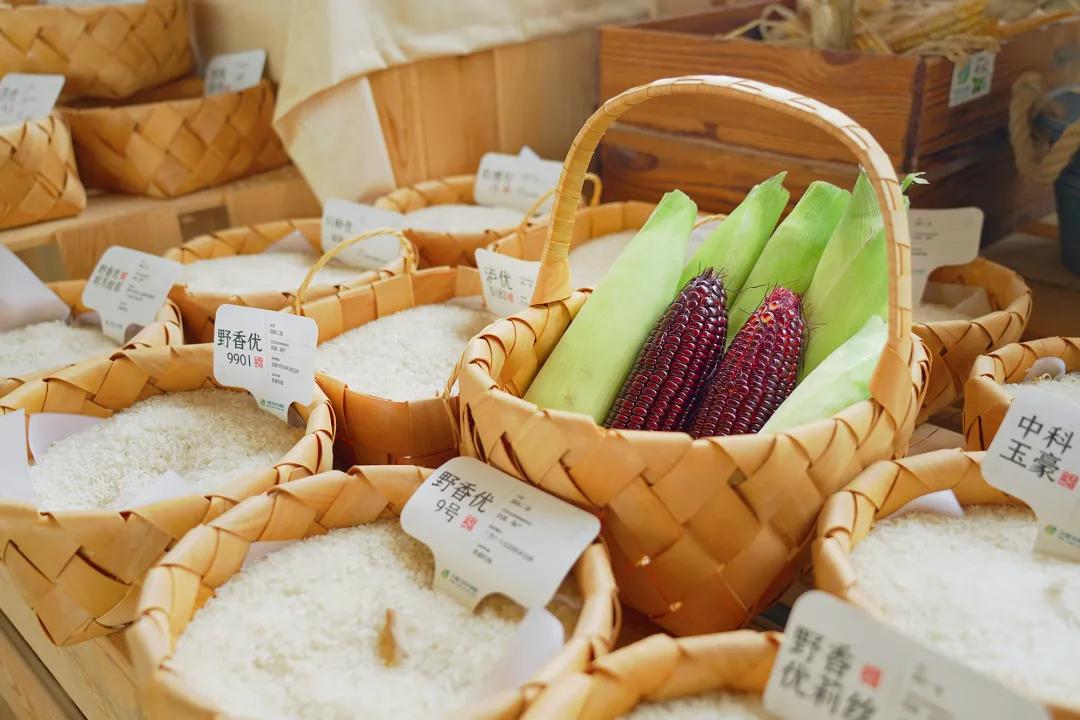 甜玉米新货上市,超级甜糯玉米新品种