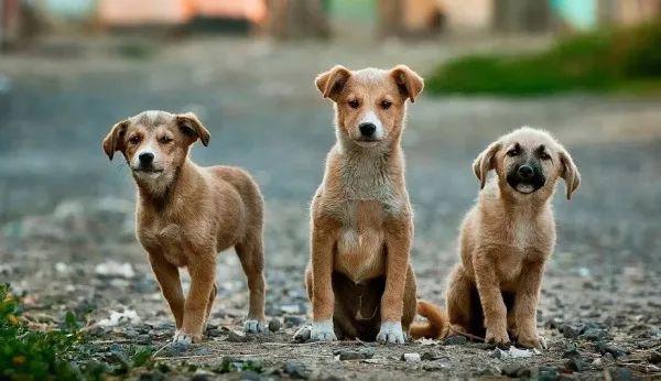 狗狗送人了多久会忘记旧的主人,狗狗寄养时间长了会忘记主人吗