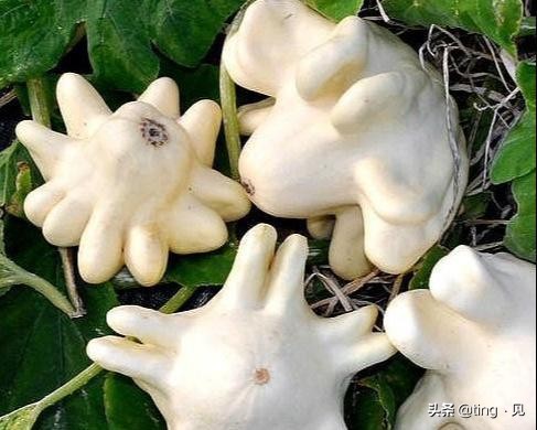 世界上最像恶魔果实的水果,盘点有价值的水果堪比恶魔果实