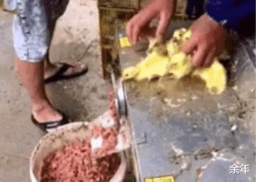 一男子在山洞里挖出一只奇怪生物,湖北一男子挖到老鼠窝