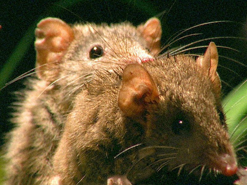 牡丹花下死的片段,牡丹下死口咬主人为什么