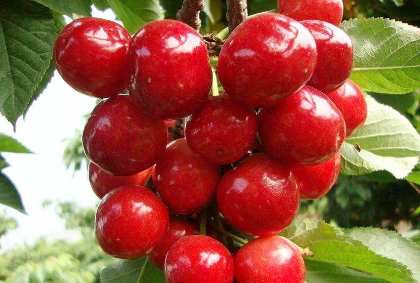 车厘子可以和苹果雪梨一起吃,车厘子成熟季节冬季