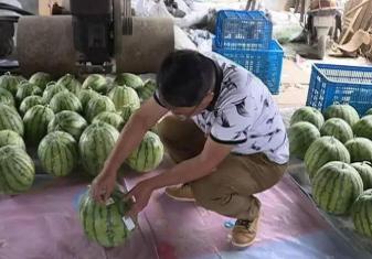 南方种西瓜下雨多露天西瓜怎么办,下雨久了地里的西瓜如何防止不烂