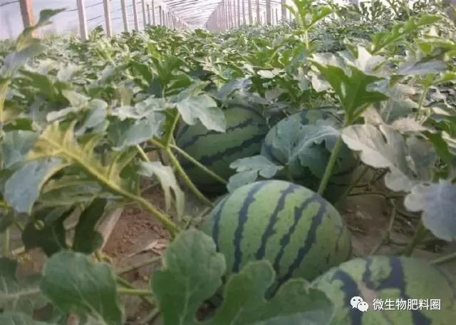 肥料gb执行标准什么意思,肥料国标和农业部标准哪个好
