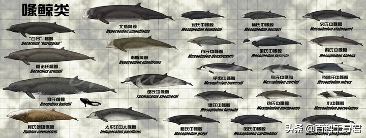 抹香鲸为啥潜水能力最强,抹香鲸的潜水能力为什么那么强