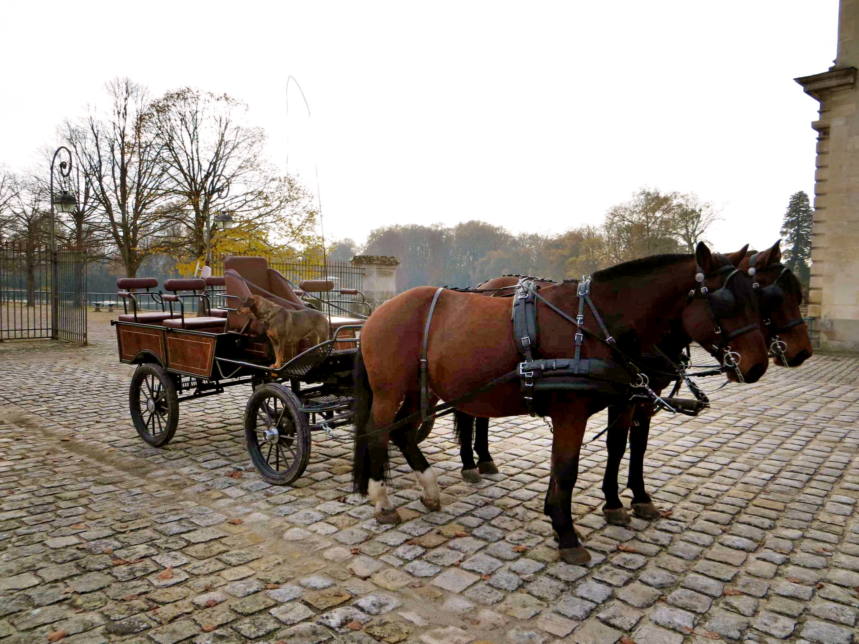 枫丹白露宫有没有拿破仑的帽子,法国枫丹白露拿破仑