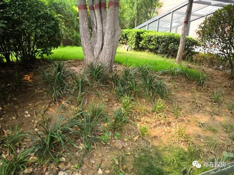 中原区锦艺国际华都,郑州中原锦艺城房价