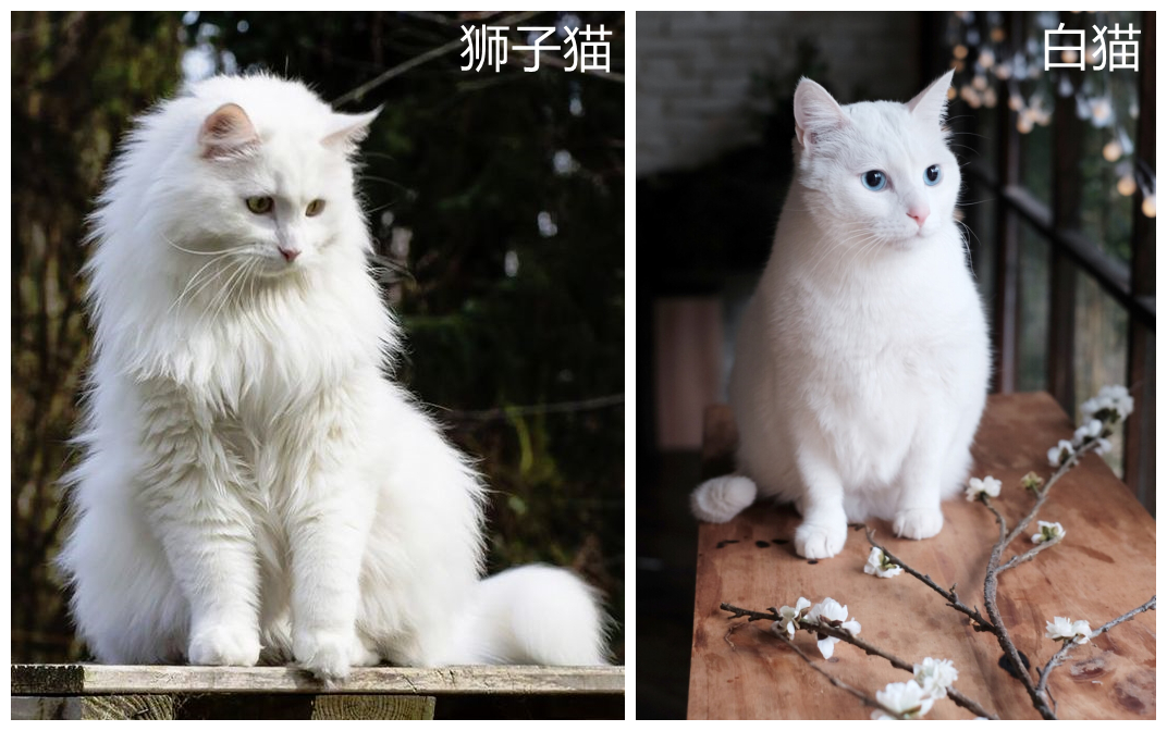 中华田园橘白猫脾气好吗,中华田园白猫配什么猫